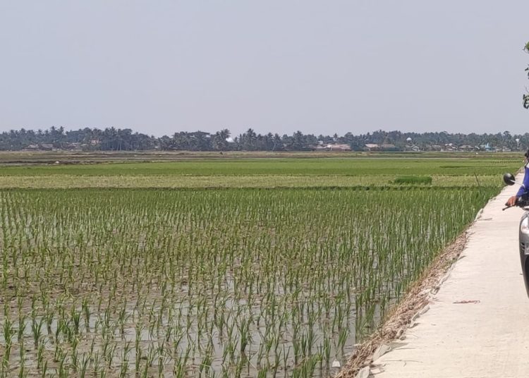 Serang Masuk Musim Penghujan, Petani Diimbau Segera Tanam Padi – Warga Berita 1 0819a63b Af5a 446f 8292 8741f16d4929.jpg