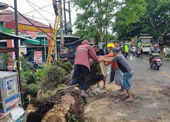 Angin Kencang Tumbangkan Pohon Besar di Jalan Rangkasbitung-Bogor – Warga Berita 8 1079a9da 4d92 4472 Bd76 136484baee0b.jpg
