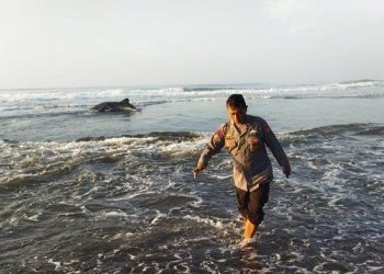 Terdampar di Pantai Kwaru Bantul, Seekor Hiu Tutul Berhasil Diselamatkan » Warga Berita 2 2011 Hiu Tutul.jpg