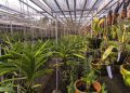 59 Kabar Pemalang Wisata Pemalang Kebun Anggrek Pemalang Penggarit Orchids 5.jpg