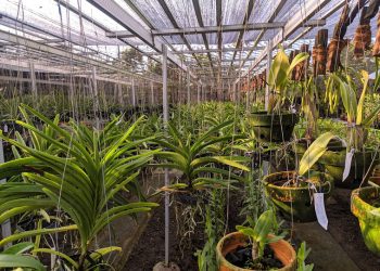 59 Kabar Pemalang Wisata Pemalang Kebun Anggrek Pemalang Penggarit Orchids 5.jpg