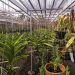 59 Kabar Pemalang Wisata Pemalang Kebun Anggrek Pemalang Penggarit Orchids 5.jpg