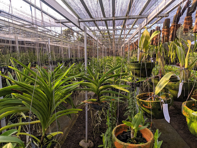 59 Kabar Pemalang Wisata Pemalang Kebun Anggrek Pemalang Penggarit Orchids 5.jpg
