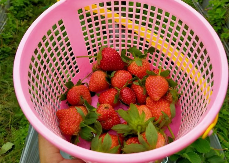 96 Wisata Pemalang Kebun Strawberry Karangsari 1.jpg