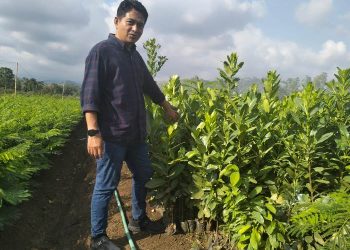 Budidaya Pohon Nyamplung, Peluang Bisnis Menjanjikan dan Ramah Lingkungan » Warga Berita