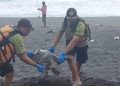 Penyu Lekang Ditemukan Mati Terdampar di Pantai Cangkring Bantul, Diduga Karena Makan Sampah Plastik » Warga Berita