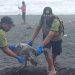 Penyu Lekang Ditemukan Mati Terdampar di Pantai Cangkring Bantul, Diduga Karena Makan Sampah Plastik » Warga Berita