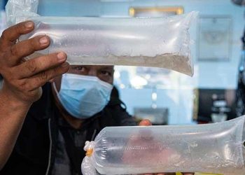 Dilarang Zaman Susi Pudjiastuti, Ekspor Benih Lobster Dibuka Kembali oleh Menteri KKP, Sakti Wahyu Trenggono, Bagaimana Plus Minusnya?