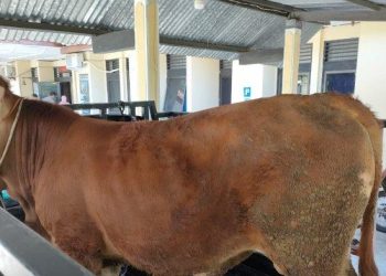 Nyolong Sapi Limosin di Sleman, Pemuda 25 Tahun Ini Dibekuk Polisi » Warga Berita