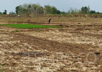 Dalam 3 Tahun Hilang 150.000 Ha  Lahan Sawah » Warga Berita