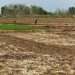 Dalam 3 Tahun Hilang 150.000 Ha Lahan Sawah » Warga Berita 9 Dalam 3 Tahun Hilang 150.000 Ha Lahan Sawah » Warga Berita