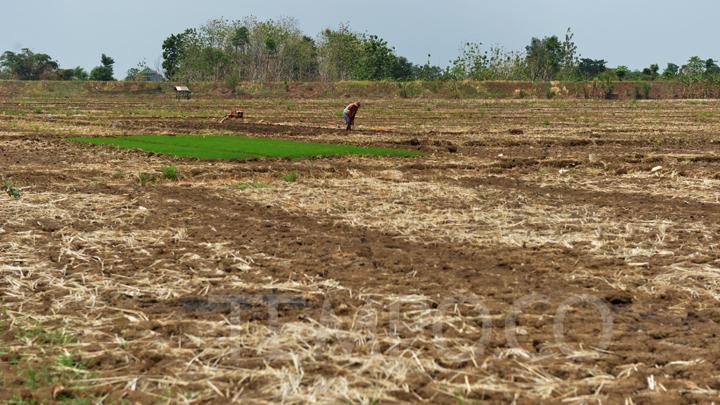 Dalam 3 Tahun Hilang 150.000 Ha Lahan Sawah » Warga Berita 1 Dalam 3 Tahun Hilang 150.000 Ha Lahan Sawah » Warga Berita