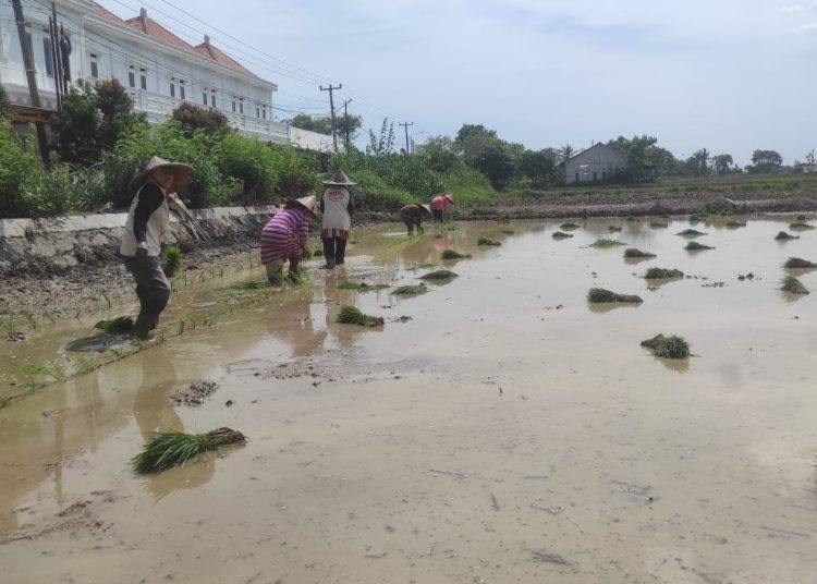 Masuk Masa Tanam, Petani di Carenang Keluhkan Sulit Cari Pupuk – Warga Berita 1 Masuk Masa Tanam, Petani di Carenang Keluhkan Sulit Cari Pupuk – Warga Berita