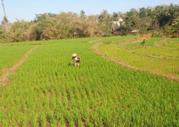Memasuki Musim Tanam, Lahan Milik Petani di Gunungkidul Diserang Hama Ulat dan Monyet Ekor Panjang » Warga Berita