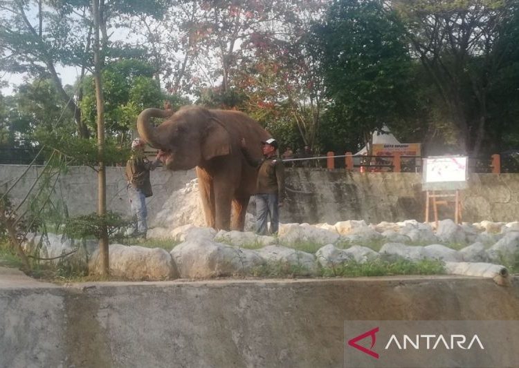 Semarang Zoo dikunjungi1.000 wisatawan per hari 1 Semarang Zoo dikunjungi1.000 wisatawan per hari