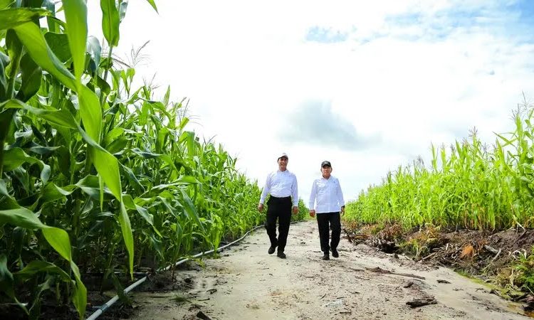 Dikeroyok Cak Imin dan Mahfud, Mentan Amran Beberkan Sukses Food Estate 1 Dikeroyok Cak Imin dan Mahfud, Mentan Amran Beberkan Sukses Food Estate