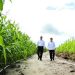 Dikeroyok Cak Imin dan Mahfud, Mentan Amran Beberkan Sukses Food Estate