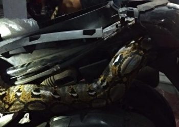 Petugas Damkarmat Yogya Berhasil Evakuasi Ular Piton yang Lilit Sepeda Motor » Warga Berita