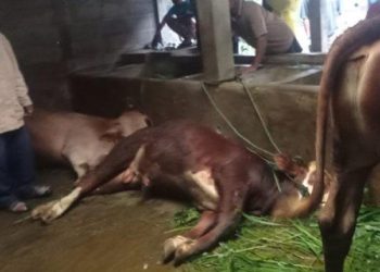 Petir Sambar 2 Sapi Milik Warga Sleman Hingga Mati » Warga Berita