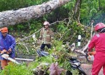 Pohon Tumbang Akibat Hujan Deras di Playen Timpa 3 Pengendara Motor, 1 Orang Tak Sadarkan Diri » Warga Berita