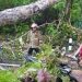Pohon Tumbang Akibat Hujan Deras di Playen Timpa 3 Pengendara Motor, 1 Orang Tak Sadarkan Diri » Warga Berita
