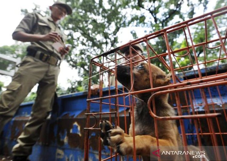 Polisi amankan truk pengangkut ratusan anjing di Tol Kalikangkung 1 Polisi amankan truk pengangkut ratusan anjing di Tol Kalikangkung