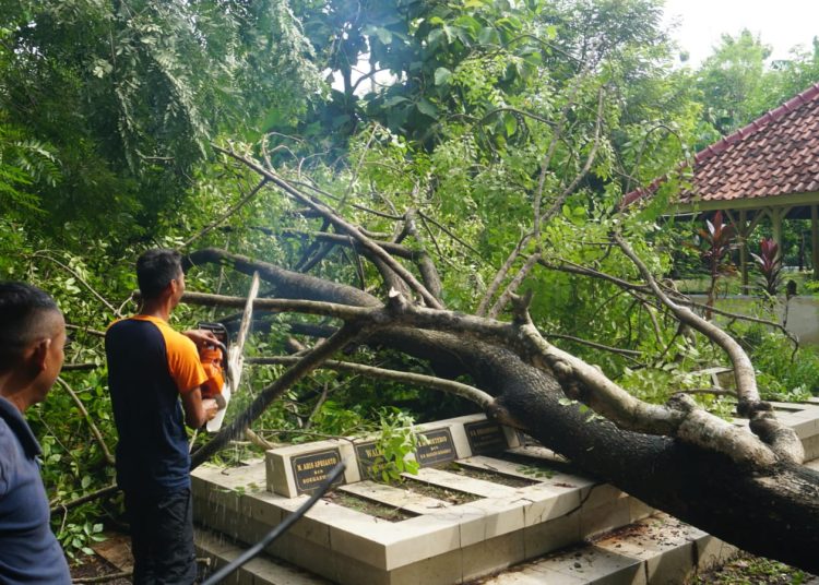 Hujan Deras Dua Pohon Besar Tumbang