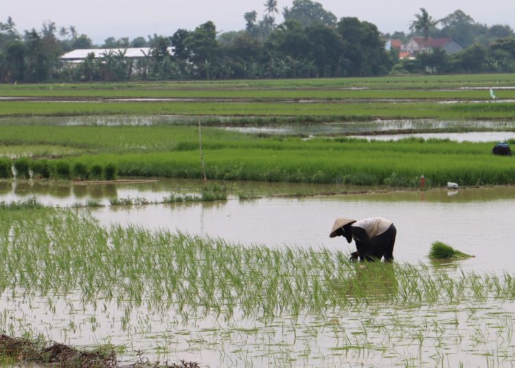 Luasan Lahan Pertanian Kota Pekalongan Tercatat 717,6 Hektare