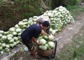 Relawan Prabowo Borong Sayur yang Tak Laku dari Petani 7 Ton Per Hari, Sayurnya Dibagikan ke Kaum Dhuafa – Warga Berita 12 Relawan Prabowo Borong Sayur yang Tak Laku dari Petani 7 Ton Per Hari, Sayurnya Dibagikan ke Kaum Dhuafa – Warga Berita