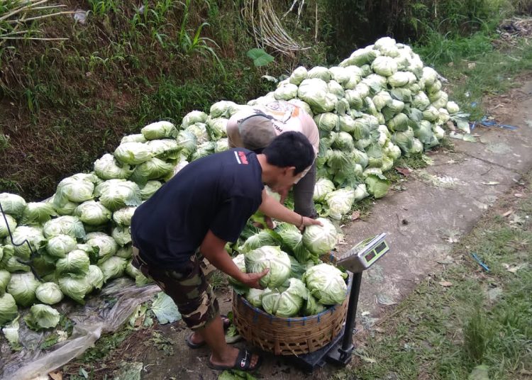 Relawan Prabowo Borong Sayur yang Tak Laku dari Petani 7 Ton Per Hari, Sayurnya Dibagikan ke Kaum Dhuafa – Warga Berita 1 Relawan Prabowo Borong Sayur yang Tak Laku dari Petani 7 Ton Per Hari, Sayurnya Dibagikan ke Kaum Dhuafa – Warga Berita