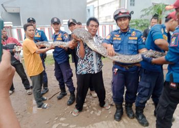 Warga Perum Sepatan Residence Dihebohkan Kemunculan Ular Sanca Sepanjang 5 Meter – Warga Berita 9 Warga Perum Sepatan Residence Dihebohkan Kemunculan Ular Sanca Sepanjang 5 Meter – Warga Berita
