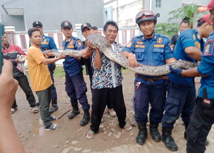 Warga Perum Sepatan Residence Dihebohkan Kemunculan Ular Sanca Sepanjang 5 Meter – Warga Berita 1 Warga Perum Sepatan Residence Dihebohkan Kemunculan Ular Sanca Sepanjang 5 Meter – Warga Berita