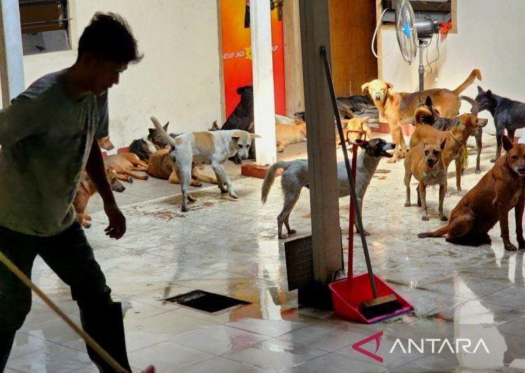 Polrestabes Semarang upayakan perawatan lanjutan ratusan anjing