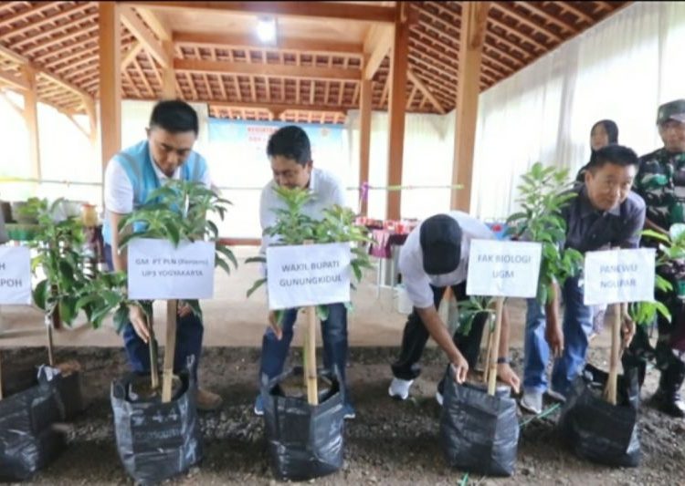PLN tanam 4.000 pohon pakan lebah, berdayakan Kampung Madu Kedungpoh DIY