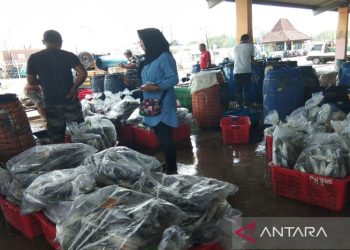 Realisasi retribusi perikanan Kabupaten Batang Rp3,29 miliar