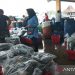 Realisasi retribusi perikanan Kabupaten Batang Rp3,29 miliar 9 Realisasi retribusi perikanan Kabupaten Batang Rp3,29 miliar