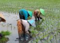 Pemkab Batang ingatkan petani jaga pola tanam padi cegah serangan hama