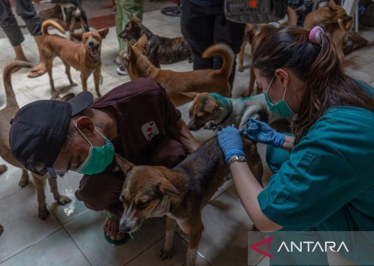 Penyelamatan ratusan anjing dari penyelundupan