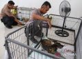 Relawan rawat 226 ekor anjing yang diselamatkan dari penyelundupan