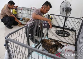 Relawan rawat 226 ekor anjing yang diselamatkan dari penyelundupan
