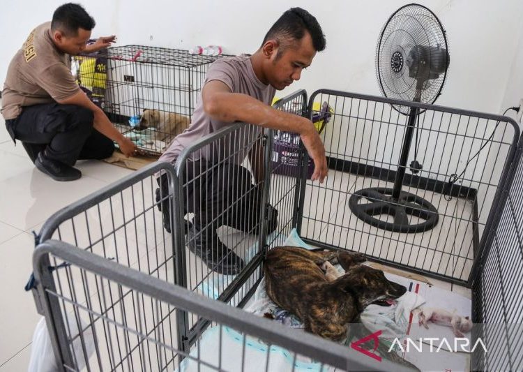 Relawan rawat 226 ekor anjing yang diselamatkan dari penyelundupan