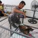 Relawan rawat 226 ekor anjing yang diselamatkan dari penyelundupan