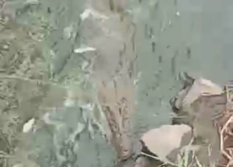 Geger, Buaya Berkukuran Besar Muncul di Kali Sabi – Warga Berita 1 Geger, Buaya Berkukuran Besar Muncul di Kali Sabi – Warga Berita