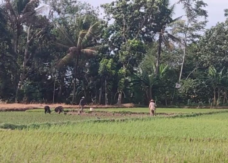 Jatah Pupuk Subsidi Dikurangi, Begini Tanggapan DPRD – Warga Berita