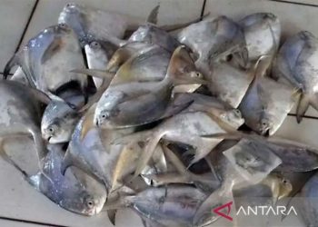 Ikan bawal putih mulai muncul di perairan Cilacap menjelang Imlek