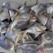 Ikan bawal putih mulai muncul di perairan Cilacap menjelang Imlek