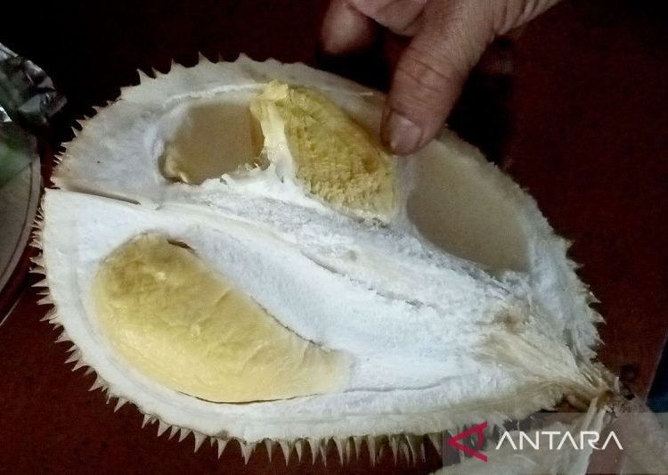 Kisah sukses pembudi daya durian kromo organik Banyumas 1 Kisah sukses pembudi daya durian kromo organik Banyumas