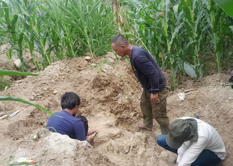 Fosil gajah purba elephas bakal dijadikan objek wisata Situs Patiayam