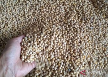 Stok kedelai impor di Kudus mulai tersedia