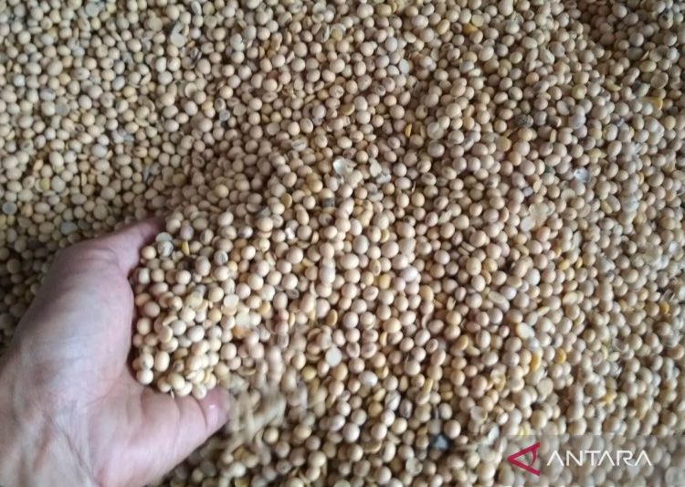 Stok kedelai impor di Kudus mulai tersedia 1 Stok kedelai impor di Kudus mulai tersedia